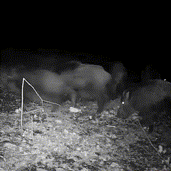 Outdoor Wildlife Trail Cam with Infrared Night Vision and Motion Detection